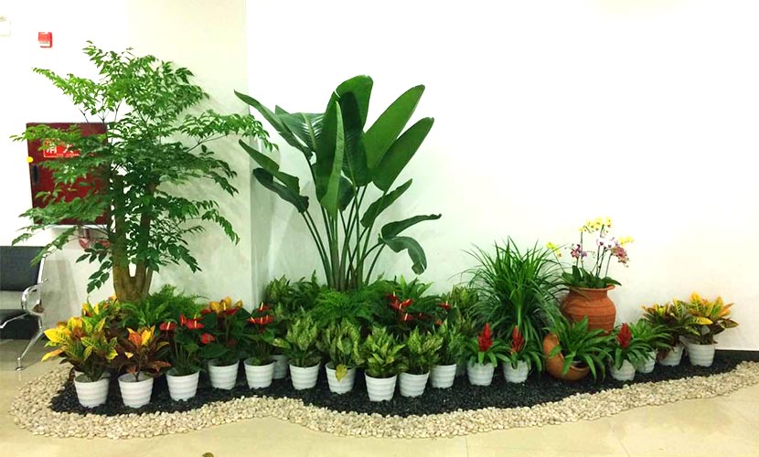绿植租摆